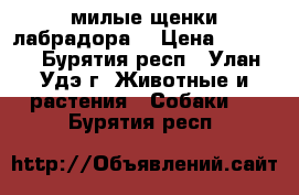 милые щенки лабрадора  › Цена ­ 4 500 - Бурятия респ., Улан-Удэ г. Животные и растения » Собаки   . Бурятия респ.